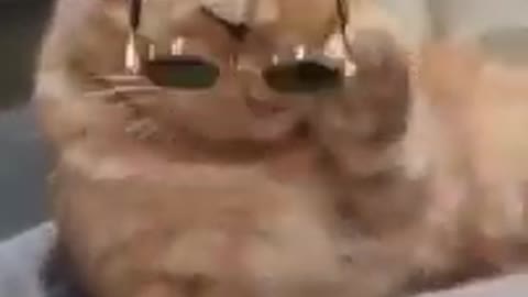 Funny cat