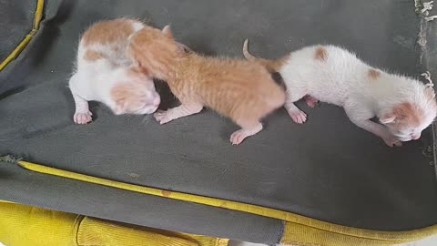 The cat gave birth to three babies in our house today । Very Cute Cat Baby