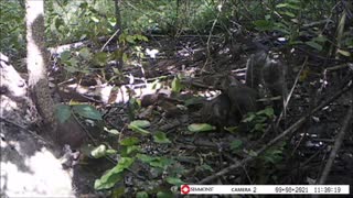 Backyard Trail Cam - Squirrels Mating