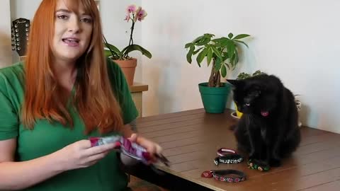 Train your cat to wear a collar
