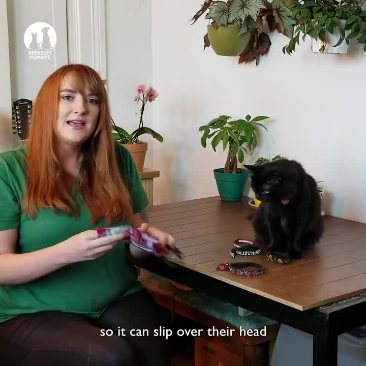 Train your cat to wear a collar