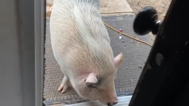 fyp#foryou#pig#animal