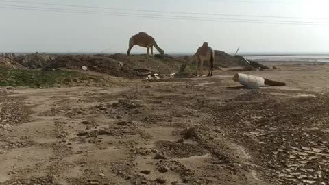 Camel standing in the field.
