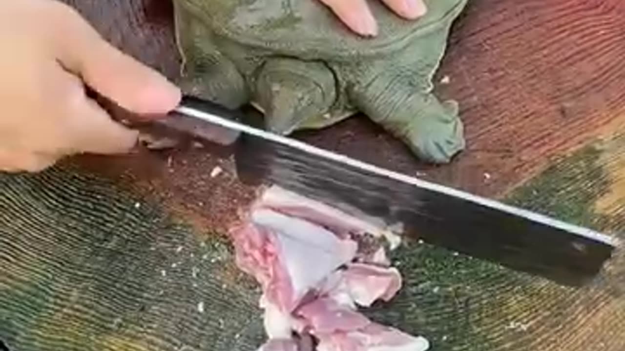 How smart turtle 🐢