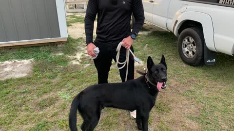 VAK K9 TRAINING CENTER - 386-209-0595