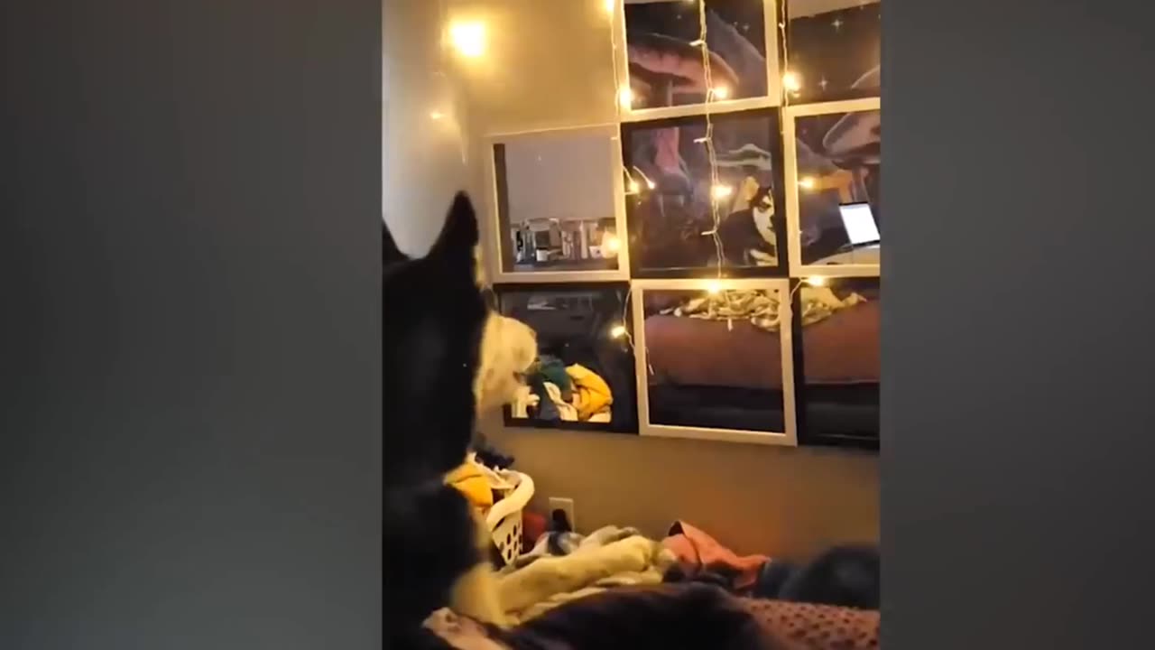 Funny Dog activities
