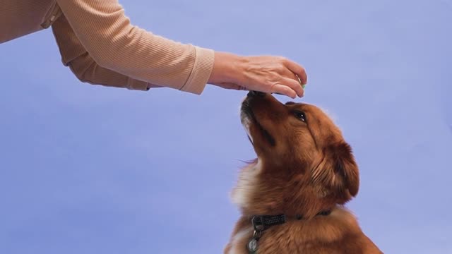 Cute dog giving her owner a high five