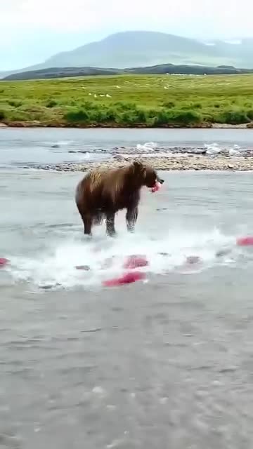 Bear hunting and enjoying fish