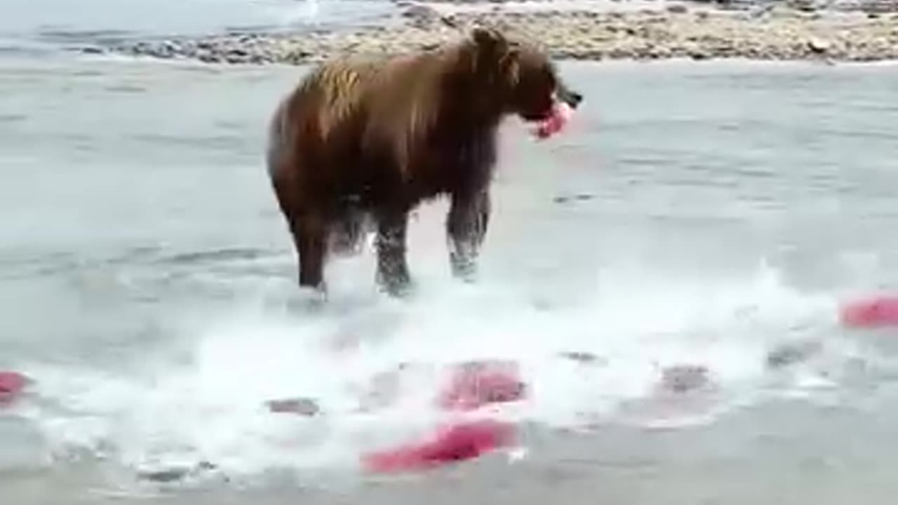 Bear hunting and enjoying fish