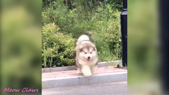 The cutest and funniest moment of baby Alaska Malamute | Try not to laugh.