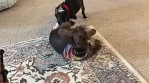 Schnauzer and Boston play time!