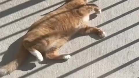 Cute neighbor