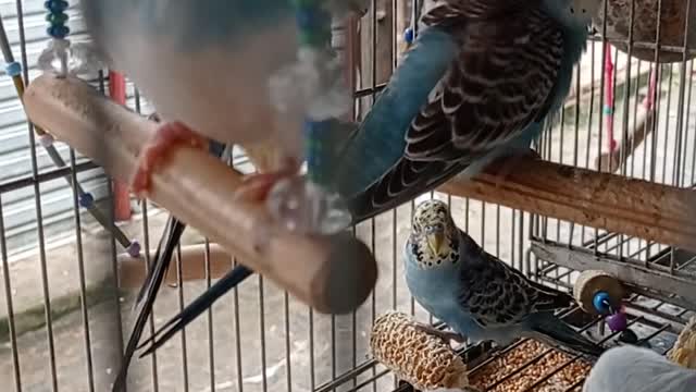 budgerigar on swing