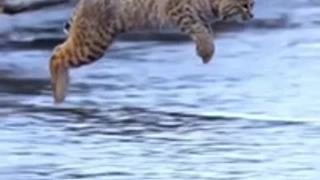 Tiger can't jump like this Thd hunter