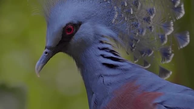 The victoria crowned royal pigeon