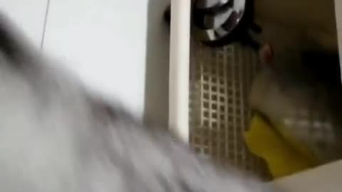 Cat catches mouse