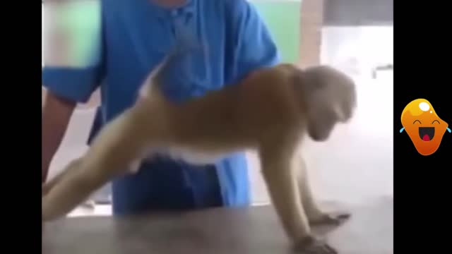 MONKEY FITNESS