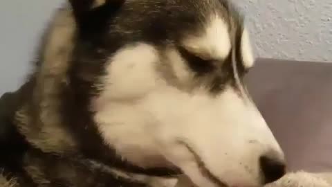 A husky playing with toys. It's so cute