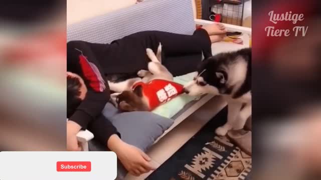Cute baby animals - Cutest moments of puppies, kittens and pets