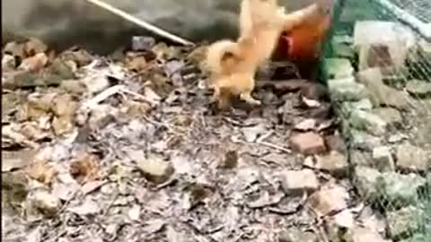 Chicken VS Dog Fight - Funny Dog Fight Videos