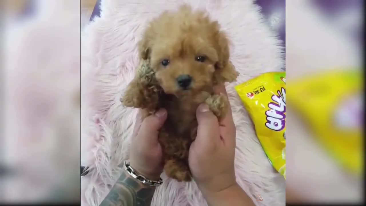 Pet dog video lovely 🤩