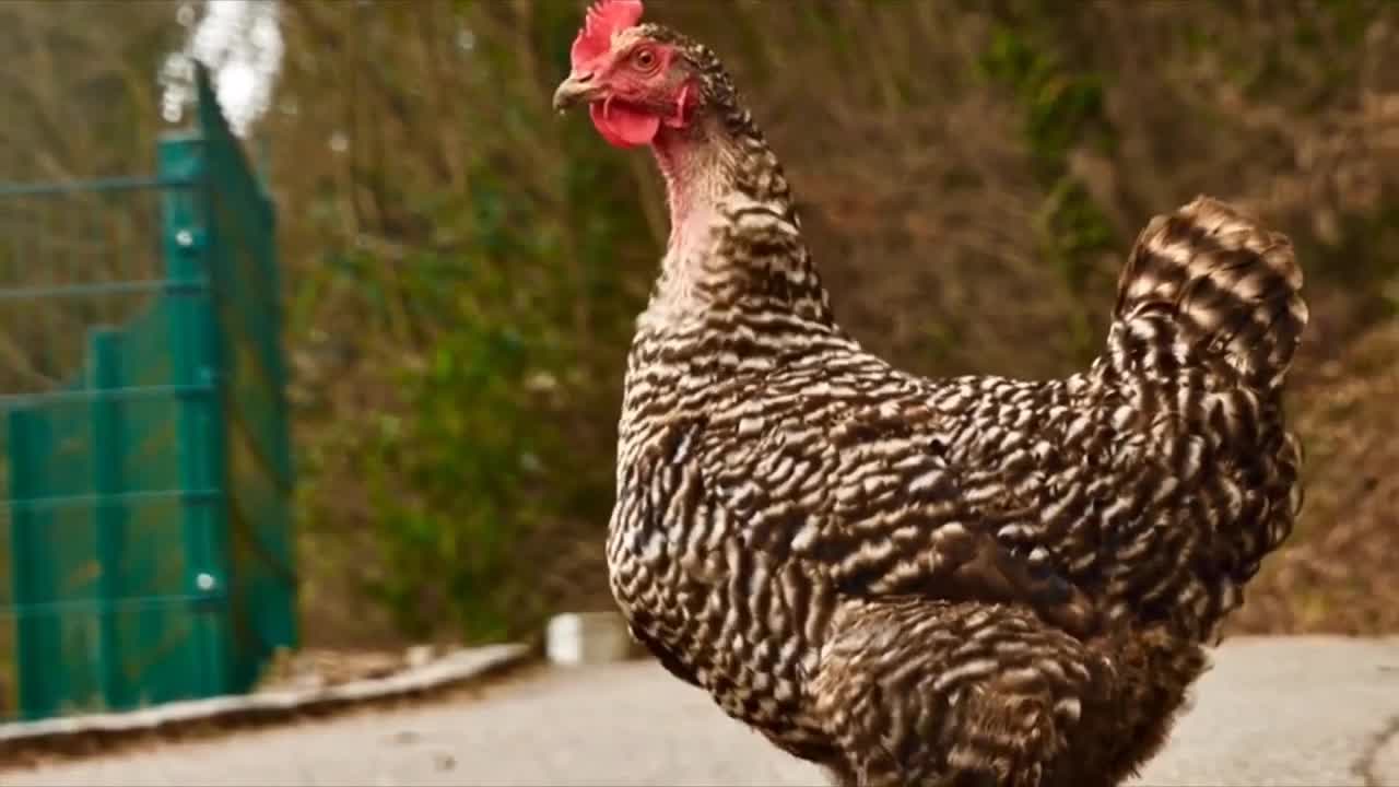 Coqe le coqe le coqe