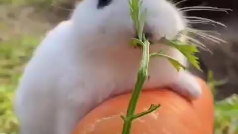 Most funny video of rabbit 🐇