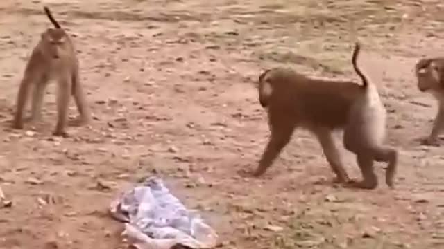 Funny monkey. This is the best funny monkey video.