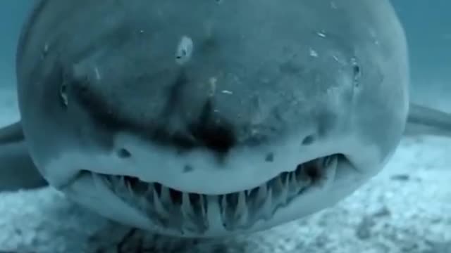 Face to face with those teeth. How would you feel? 😳