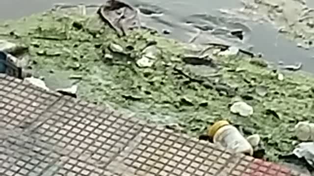 Huge big snake in pond