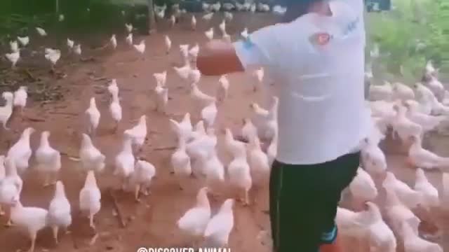 THE WARFARE CHICKENS