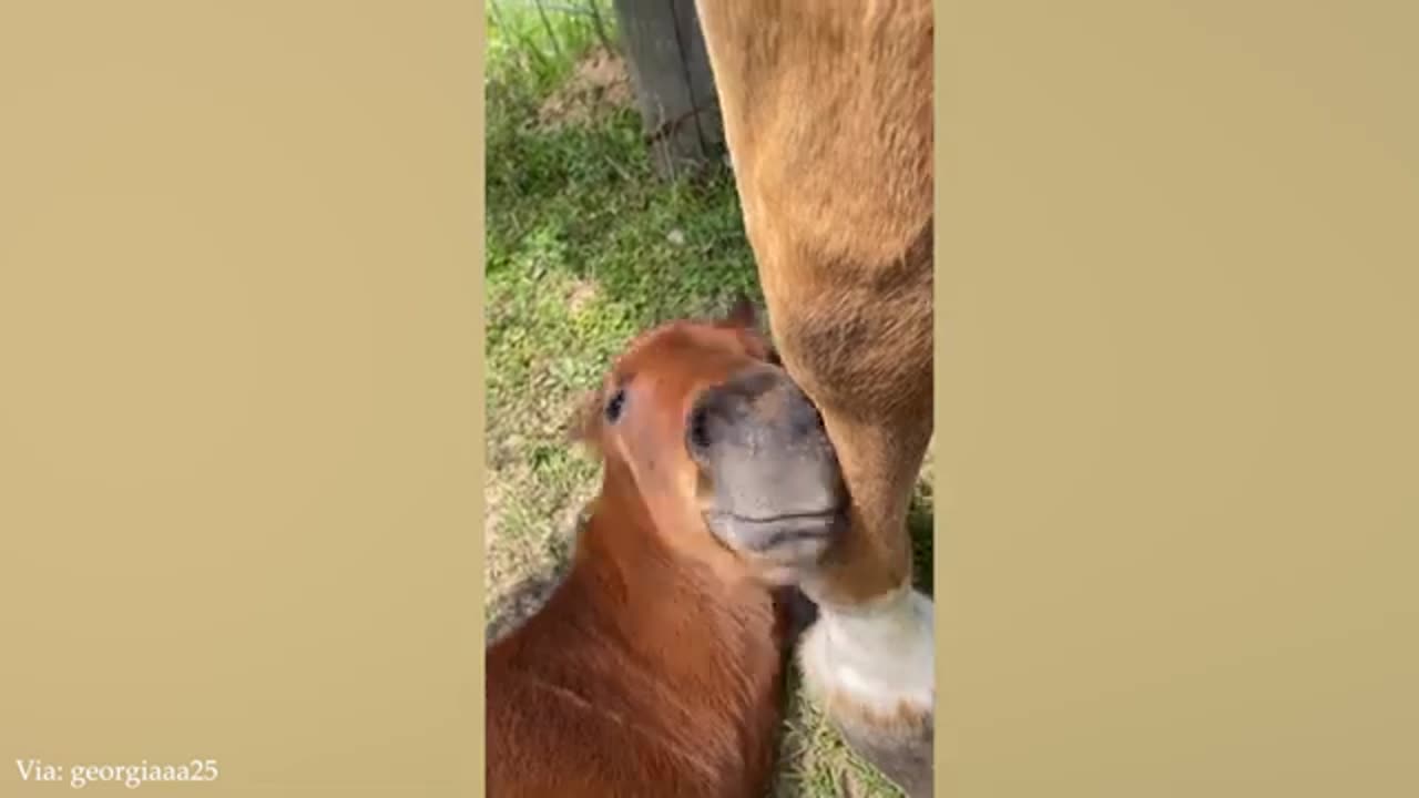 The Funniest Animal Videos 2024 are here to make you LAUGH 😁