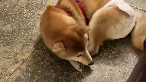adorable puppy:)
