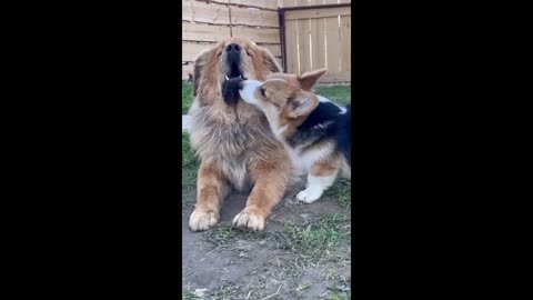 Overly-attached corgi obsessed with Tibetan mastiff best friend