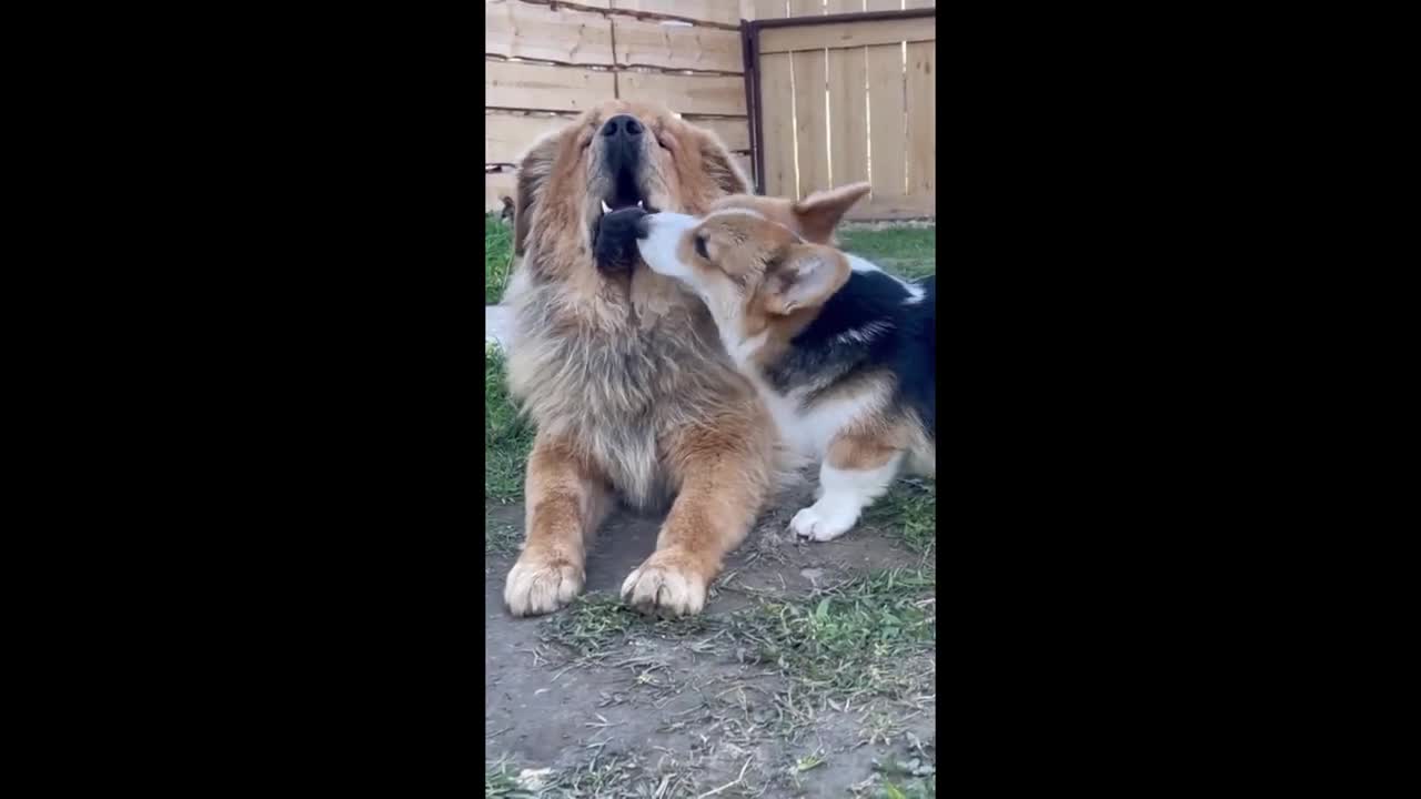 Overly-attached corgi obsessed with Tibetan mastiff best friend