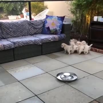 Busy mom with hungry puppies