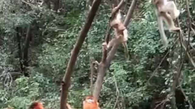 Funny Monkey Videos - A Funny Monkeys Compilation 2022