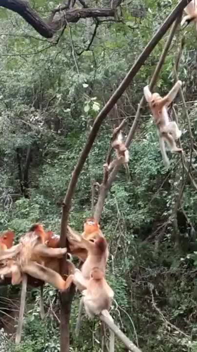 Funny Monkey Videos - A Funny Monkeys Compilation 2022