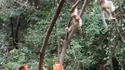 Funny Monkey Videos - A Funny Monkeys Compilation 2022