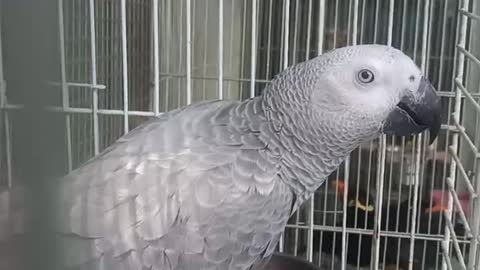 What a lovely parrot