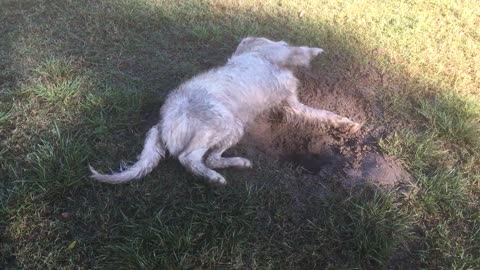 Stubborn white dog goes crazy in mud