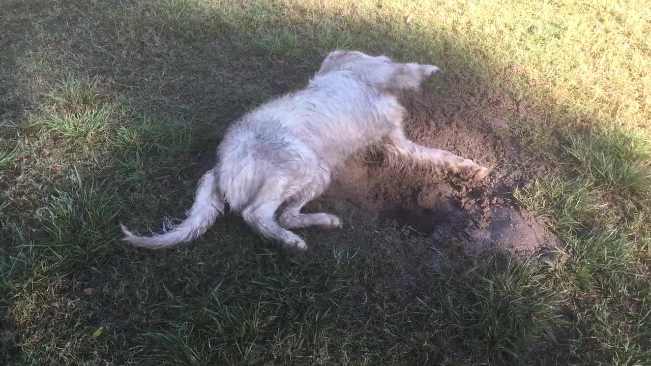 Stubborn white dog goes crazy in mud