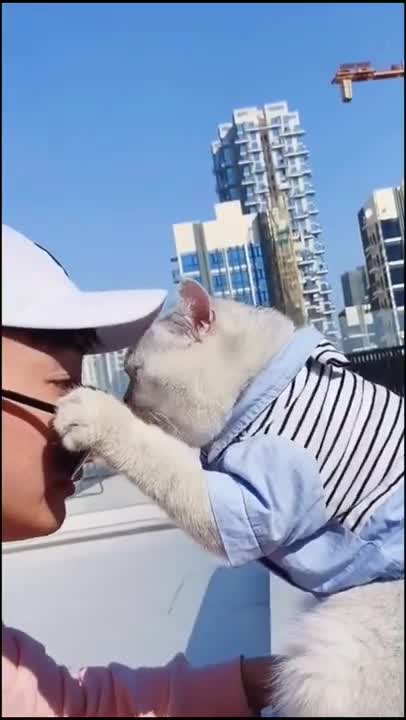 Stylish pet, #petlover #cat lover