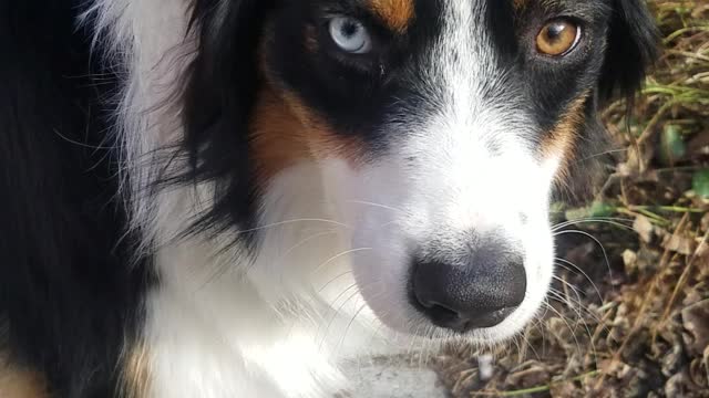 Dog with two different color eyes.