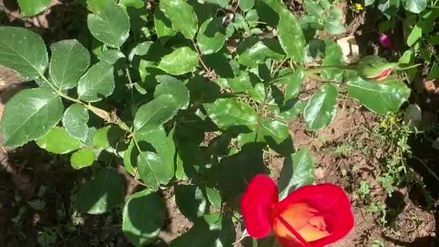 Beautiful flowers and grass, a gift from nature