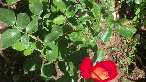 Beautiful flowers and grass, a gift from nature