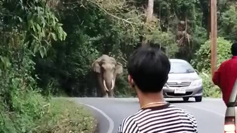 Elephant and Car Solve a Stalemate