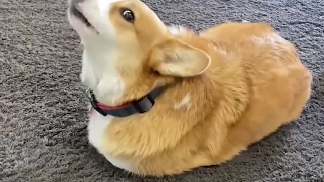 Unbelievable!!! Funny Dog Videos Try Not To Laugh 🦴🐕🐶✔️1