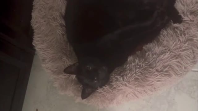 Adopting a Cat from a Shelter Vlog - Piper in Her Fluffy Bed in the Middle of the Night #shorts.