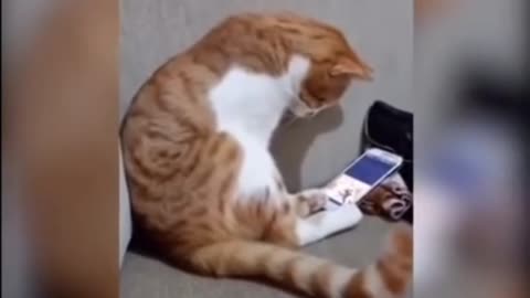 Cat sees owner who recently passes away in a video